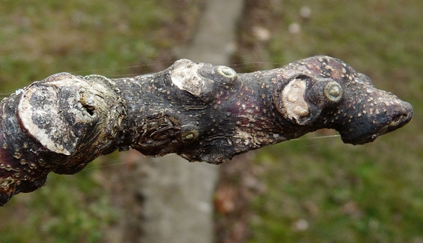 {Gymnocladus dioicus}